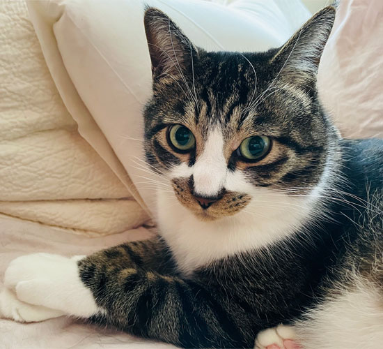 モンスンの画像