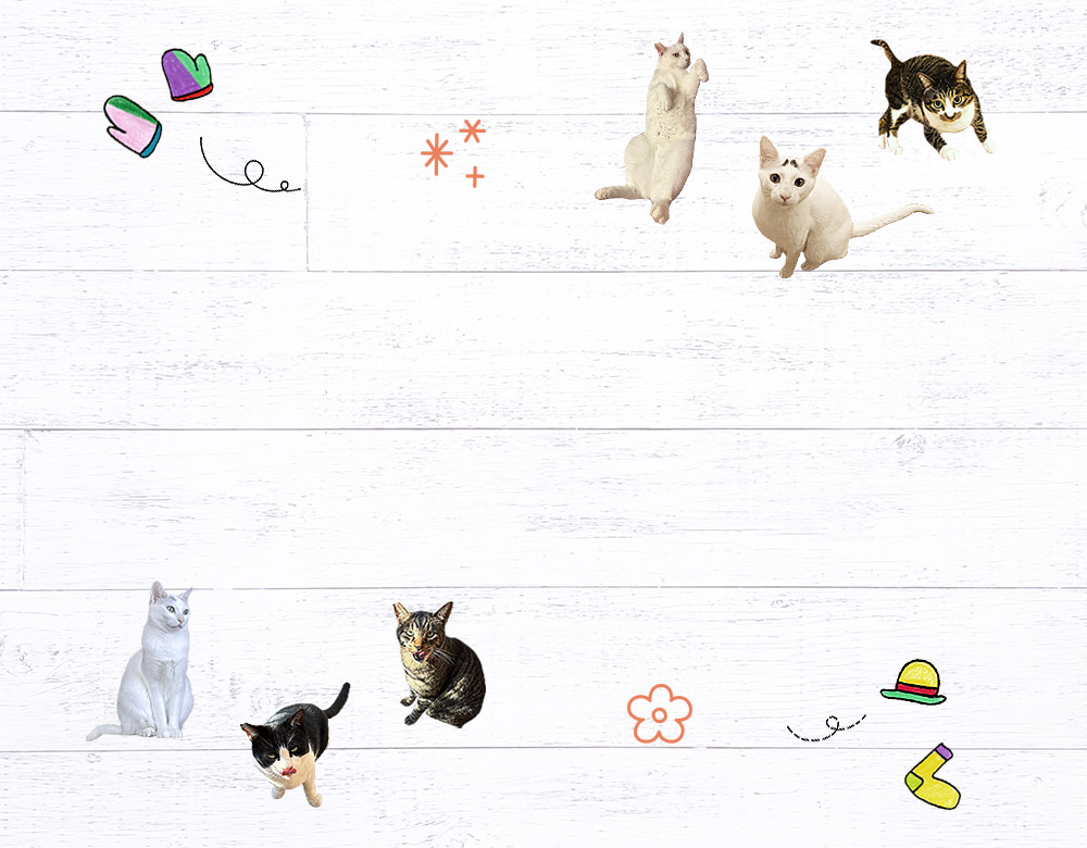 猫たちとアイテム